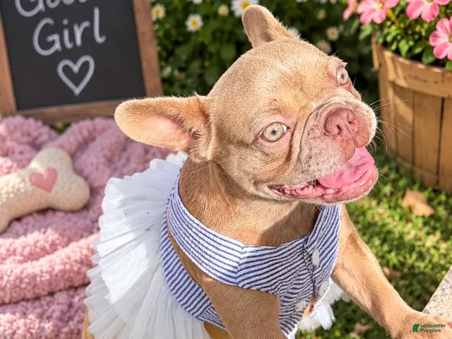 French Bulldog dogs for sale: Goldilocks - Ad 2