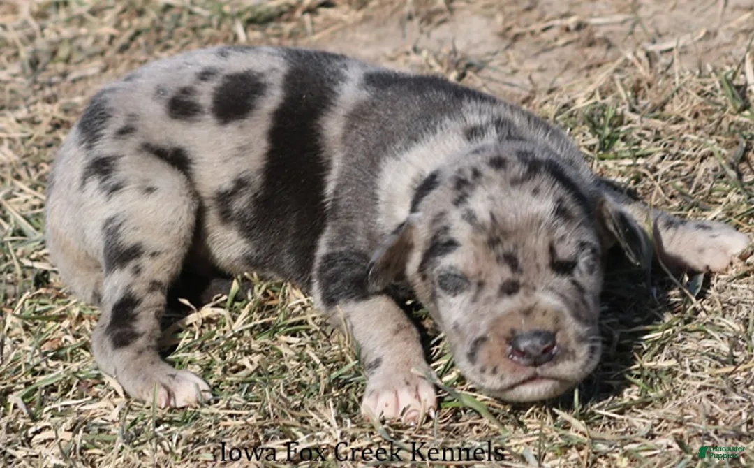 Great Dane dogs for sale: Samson - Ad 3