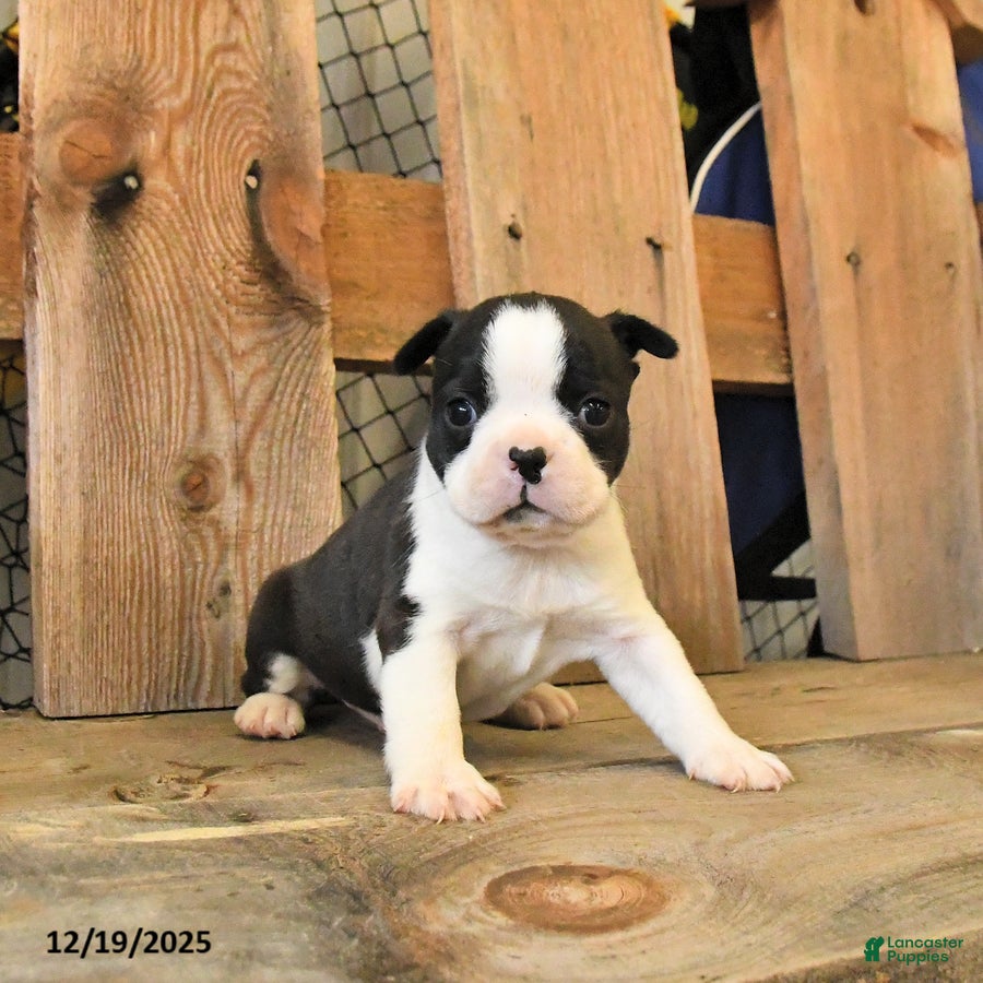 Boston Terrier dogs Milo - Ad 39