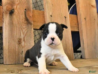 Boston Terrier dogs Milo - Ad 39