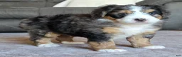 Mini Bernedoodle dogs for sale: Mini Bentley  - Ad 4