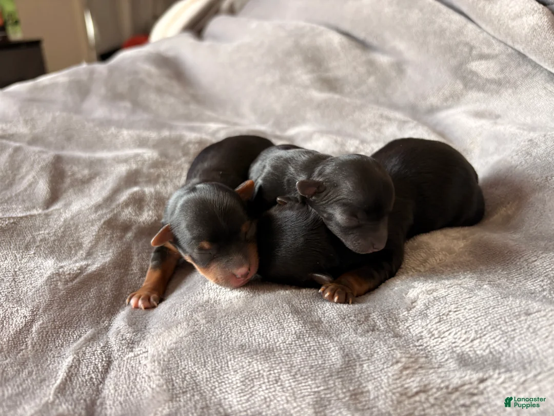 Yorkshire Terrier dogs for sale: Buttercup - Ad 2