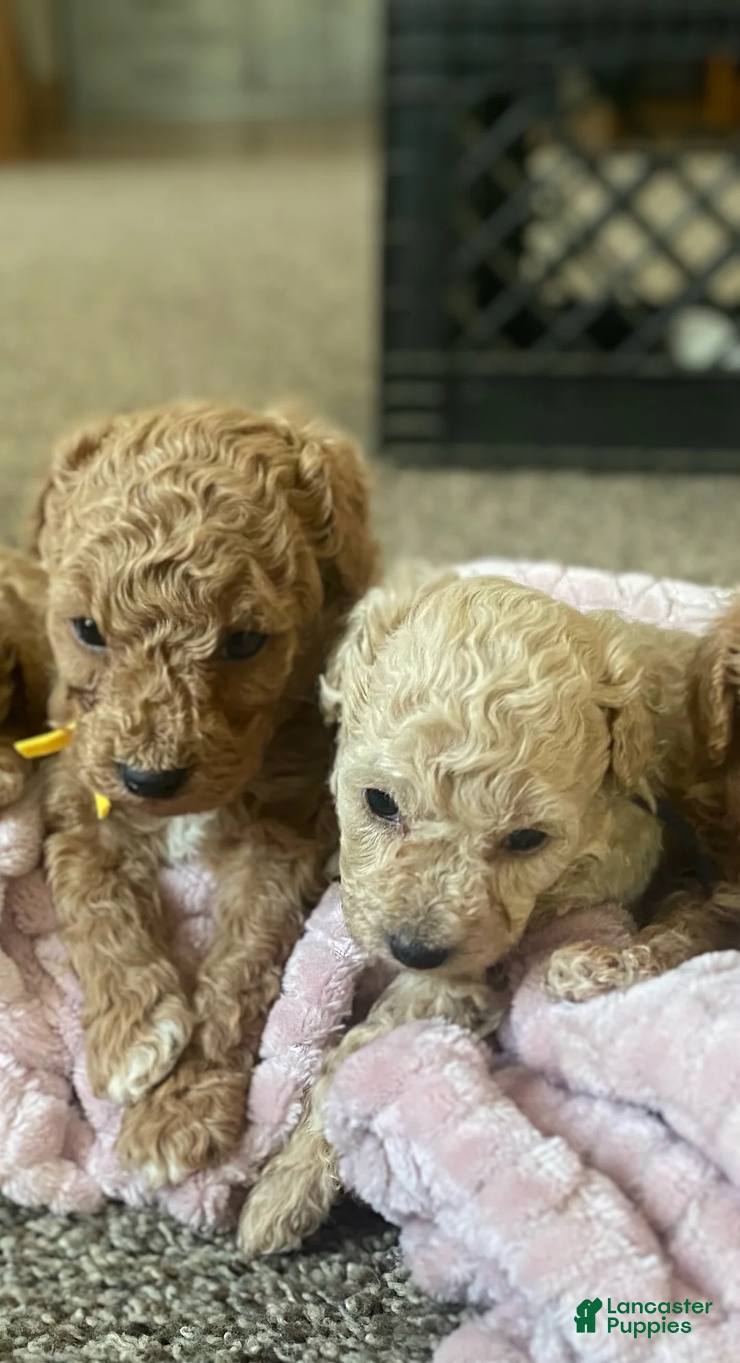 Toy Poodle dogs for sale: LITTLE ARCHIE - Ad 20