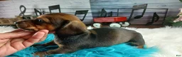 Dachshund dogs for sale: Nationwide delivery. Gloria's darkest boy - Ad 5