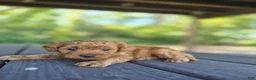 Cavapoo dogs for sale: Chase  - Ad 3