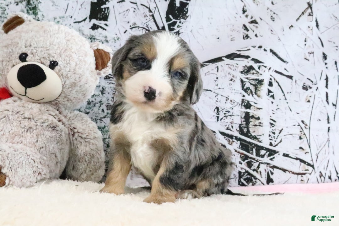 Bernedoodle dogs for sale: Smokey - Ad 3