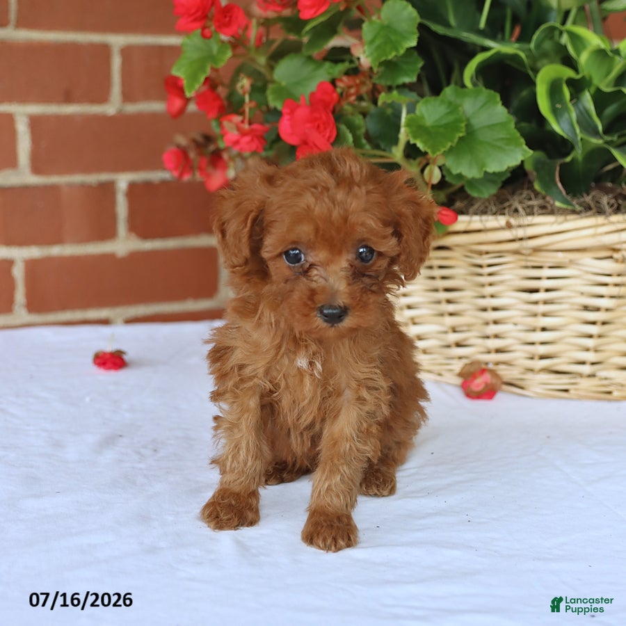 Toy Poodle dogs Theo - Ad 2