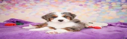Mini Bernedoodle dogs for sale: Sammy - Ad 5