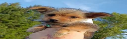 Chorkie dogs for sale: Chorkie Puppy 1 - Ad 1