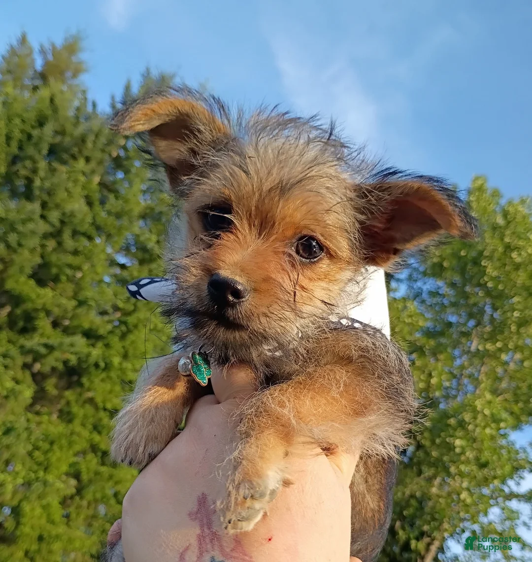 Chorkie dogs for sale: Chorkie Puppy 1 - Ad 1