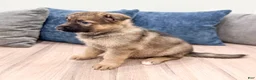 German Shepherd dogs for sale: Kermit - Ad 4