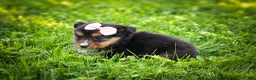 Mixed Breed dogs for sale: Goldie Mae🎀 - Ad 20