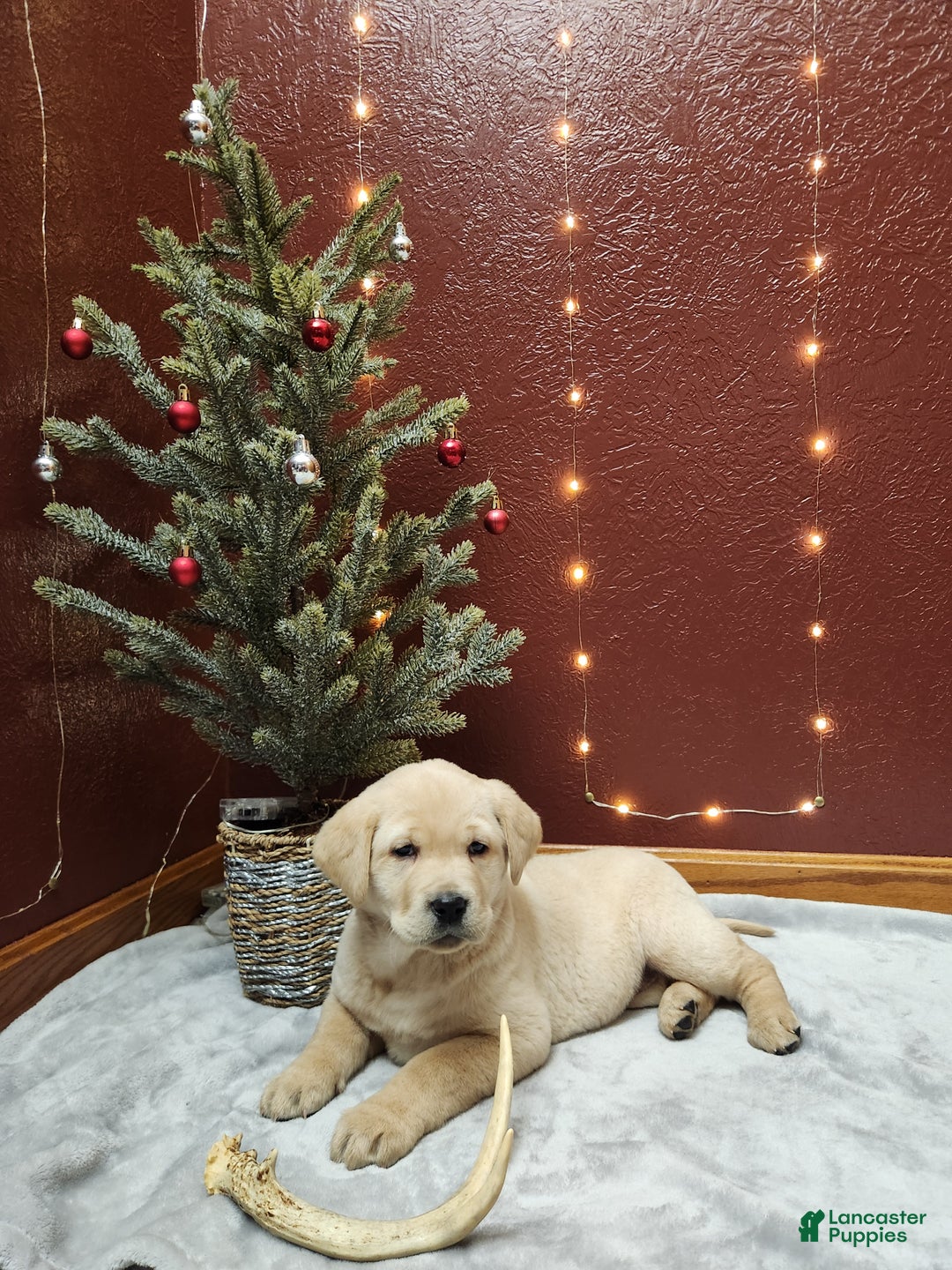 Labrador Retriever dogs for sale: Ivory  - Ad 2