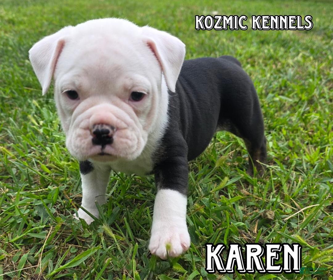 Kennels Ioeba Olde English Bulldog Olde English Bulldogge Litter