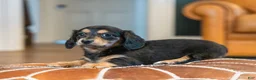 Miniature Dachshund dogs for sale: Pippa - Ad 7