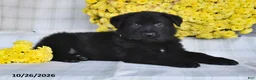 German Shepherd dogs for sale: Oliver - Ad 3
