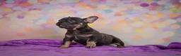 French Bulldog dogs for sale: Brutus - Ad 3