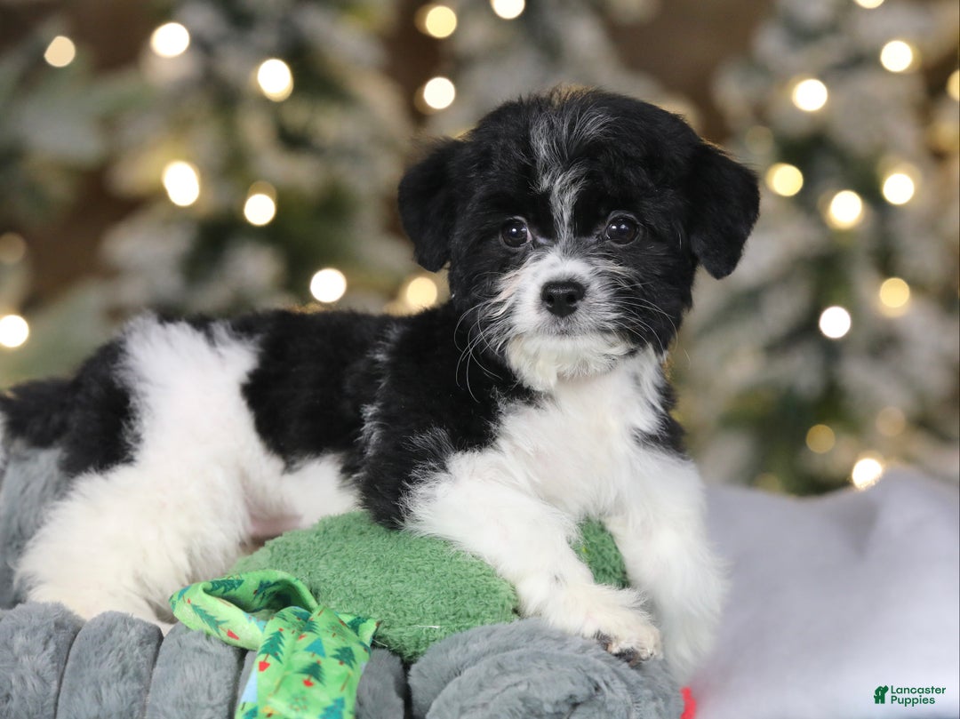 Teddy Bear dogs for sale: Noelle - Ad 16