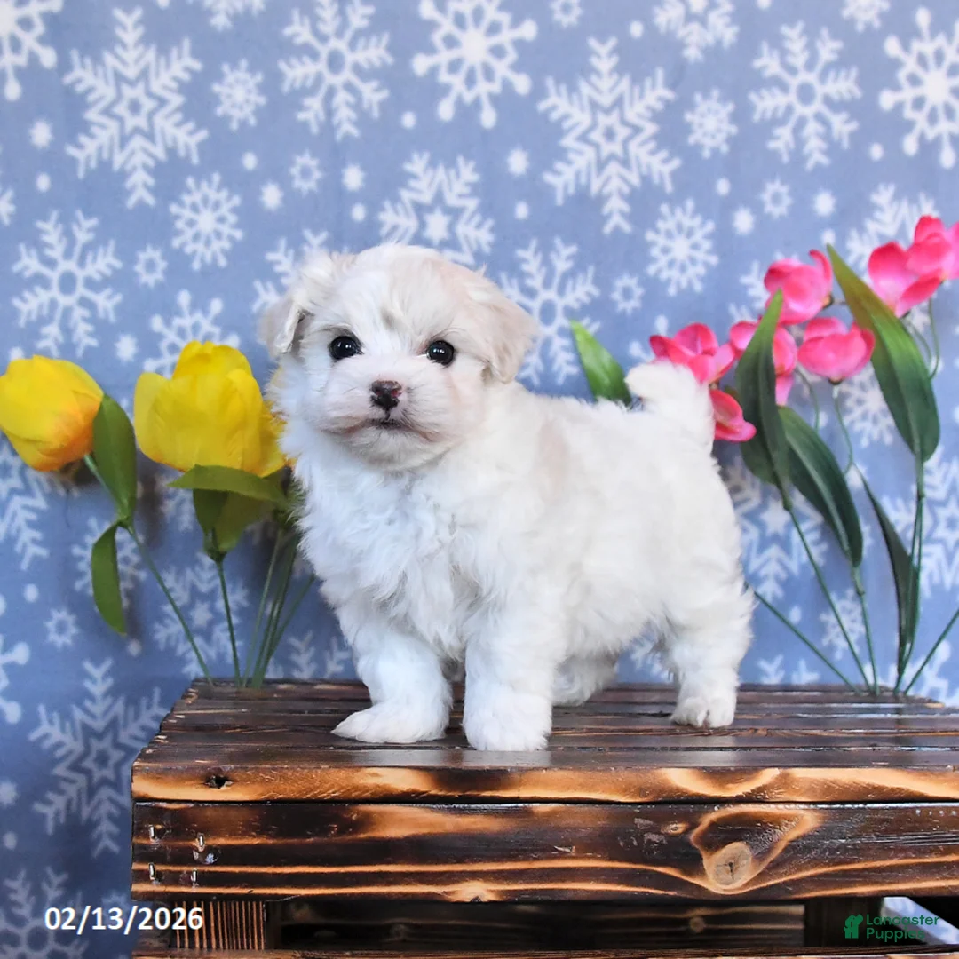 Maltese dogs for sale: Bella   - Ad 1