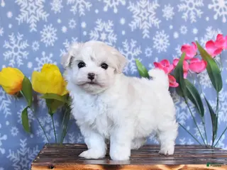 Maltese dogs Bella - Ad 24