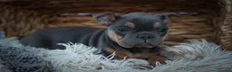 Frenchton dogs for sale: Peaches 🍑 — A Charming F2 Frenchton Puppy! - Ad 7