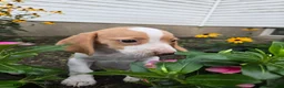 Beagle dogs for sale: Primrose - Ad 1