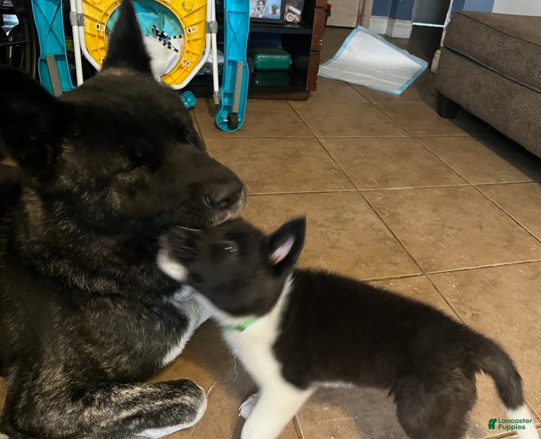 Akita dogs for sale: Akita Puppy 1 - Ad 7