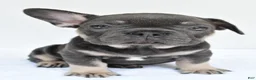 French Bulldog dogs for sale: rocco - Ad 6