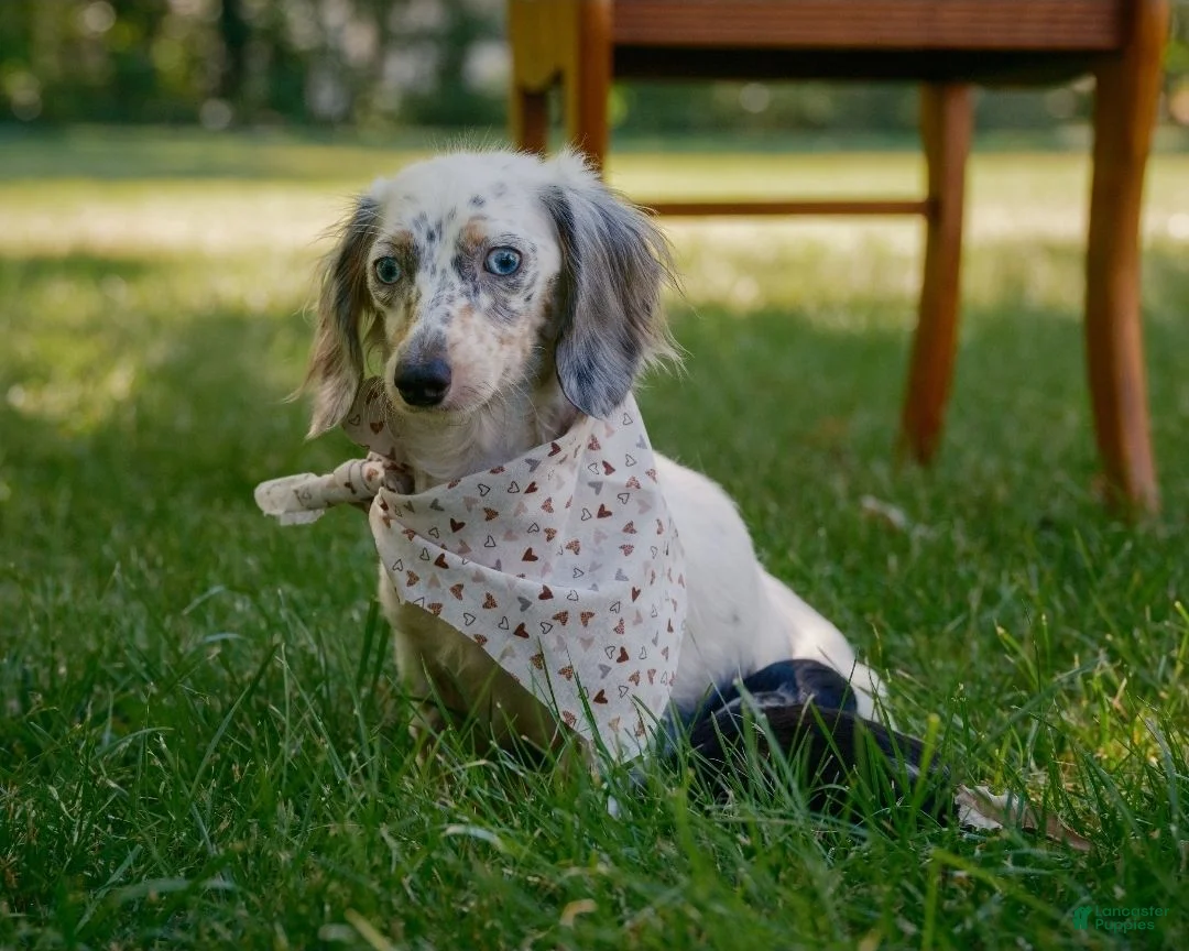 Miniature Dachshund dogs for sale: Mini Dachshund: Eric - Ad 11