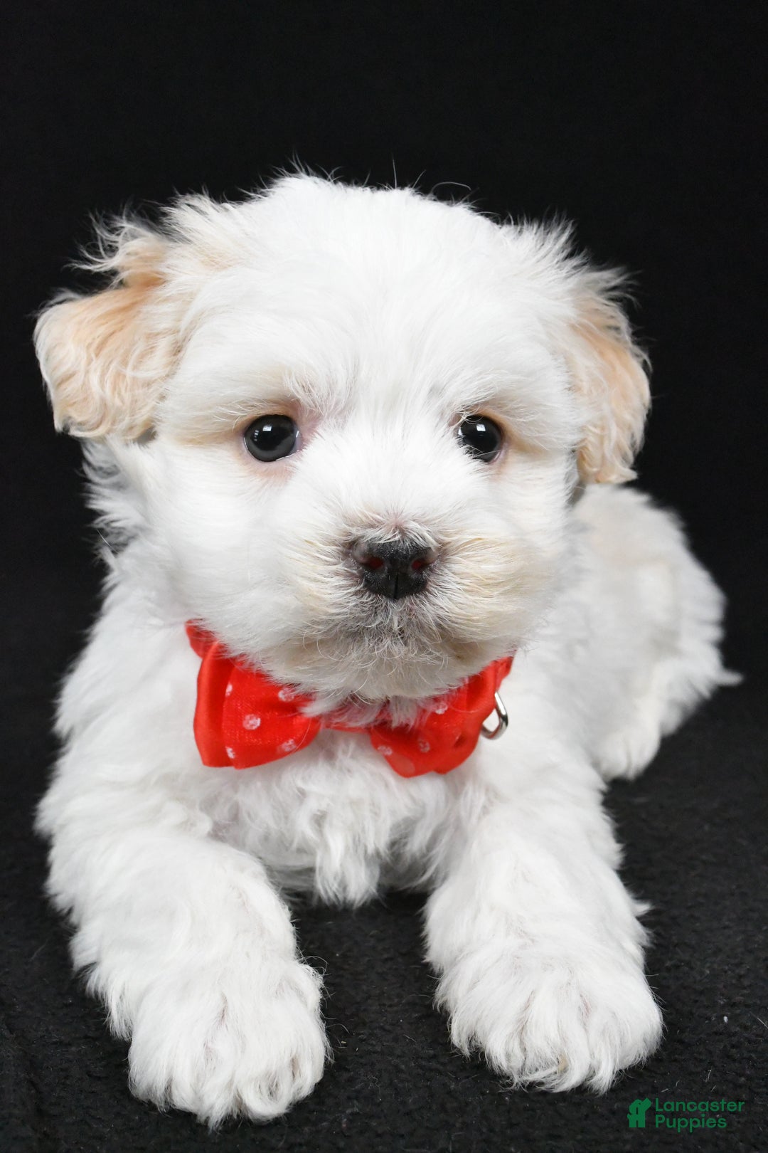 Havanese dogs for sale: Dell - Ad 5