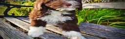 Havapoo dogs for sale: Emma - Ad 7