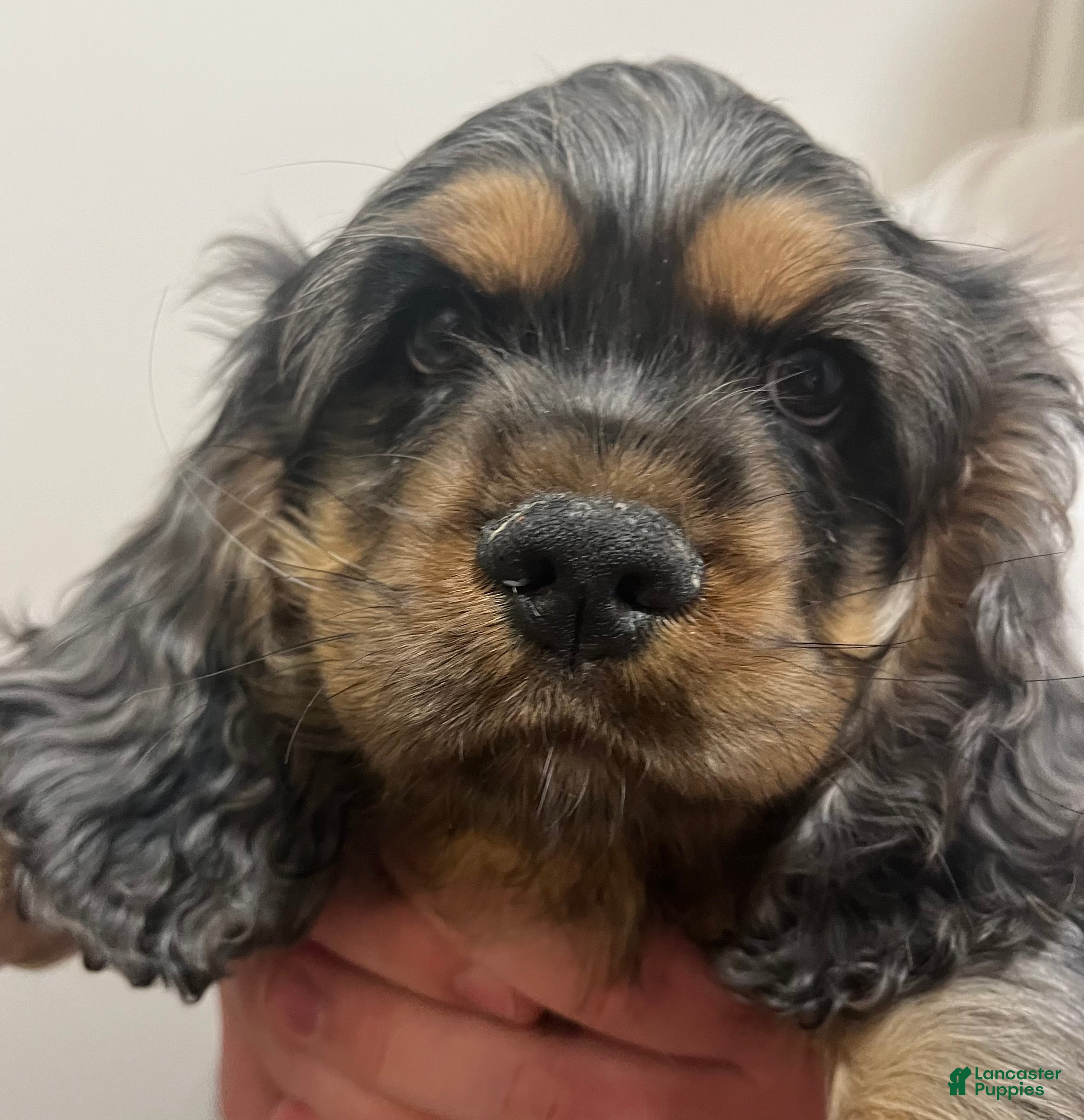 Cocker Spaniel dogs Fozzy  - Ad 1