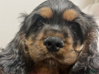 Cocker Spaniel dogs Fozzy - Ad 17