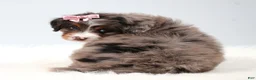 Mini Bernedoodle dogs for sale: Cherish  - Ad 5