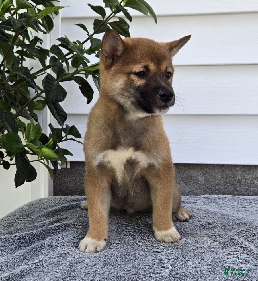 Shiba Inu dogs Toby - Ad 2