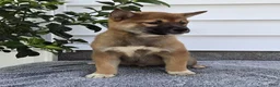 Shiba Inu dogs for sale: Toby - Ad 3