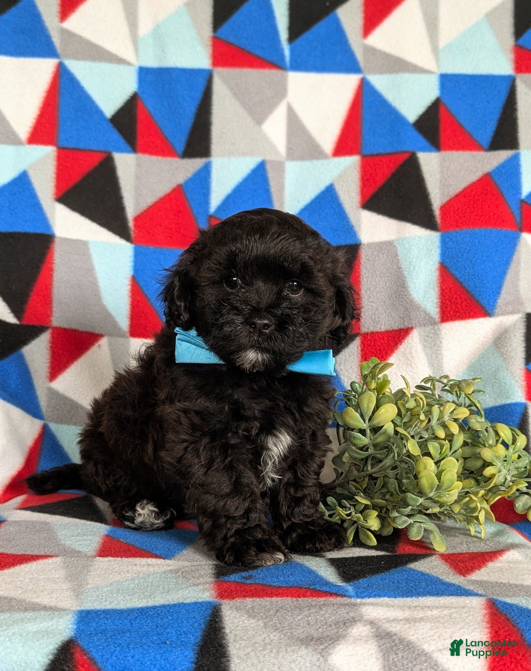 Shihpoo dogs for sale: Coleman - Ad 3