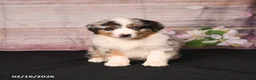 Miniature Australian Shepherd dogs for sale: Tulip - Ad 2