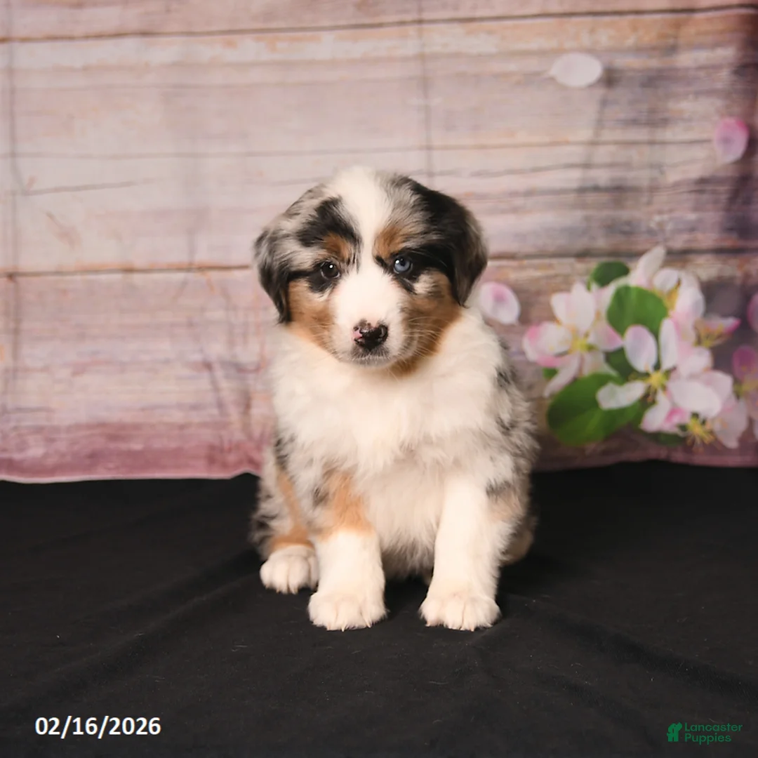 Miniature Australian Shepherd dogs for sale: Tulip - Ad 2