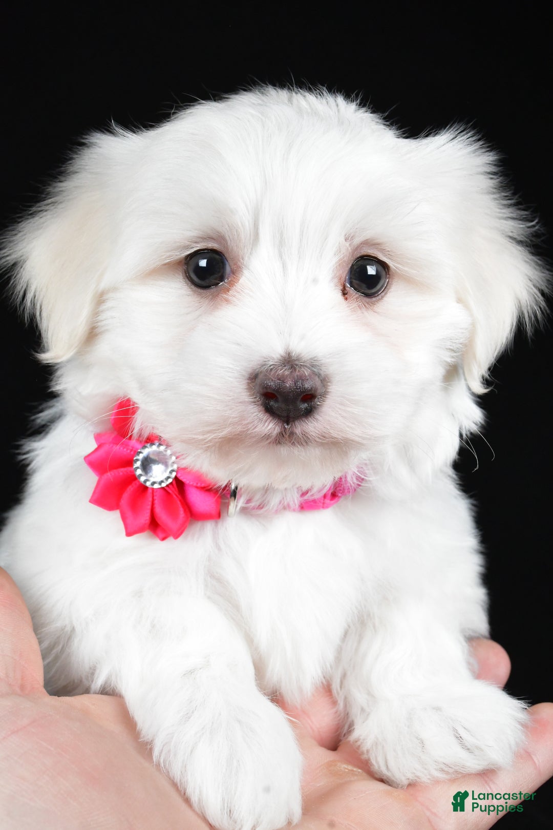 Maltese dogs for sale: Amy - Ad 8