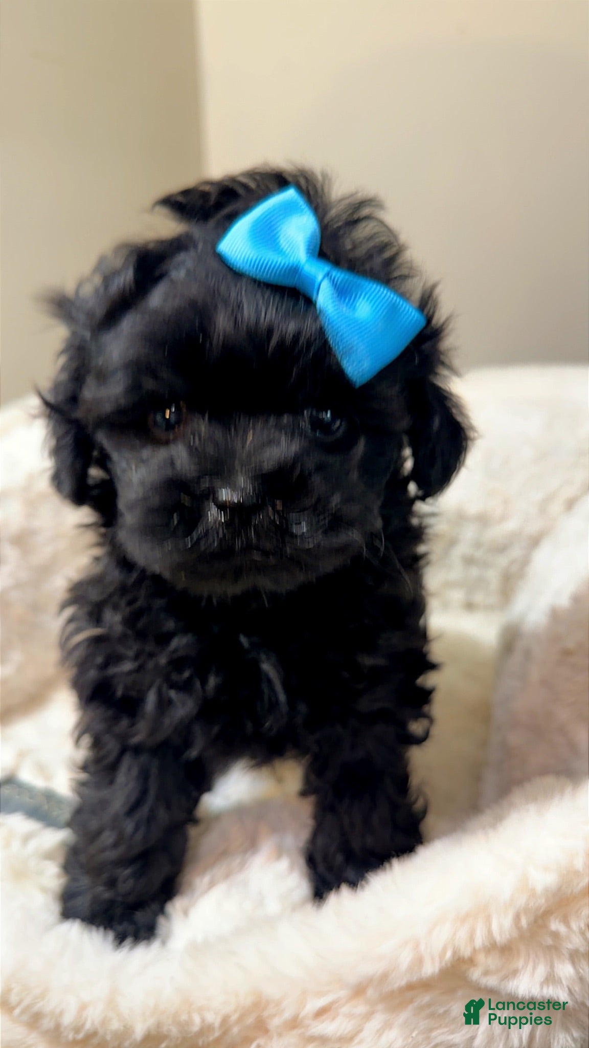 Maltipoo dogs Minnie  - Ad 42
