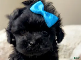 Maltipoo dogs Minnie - Ad 42