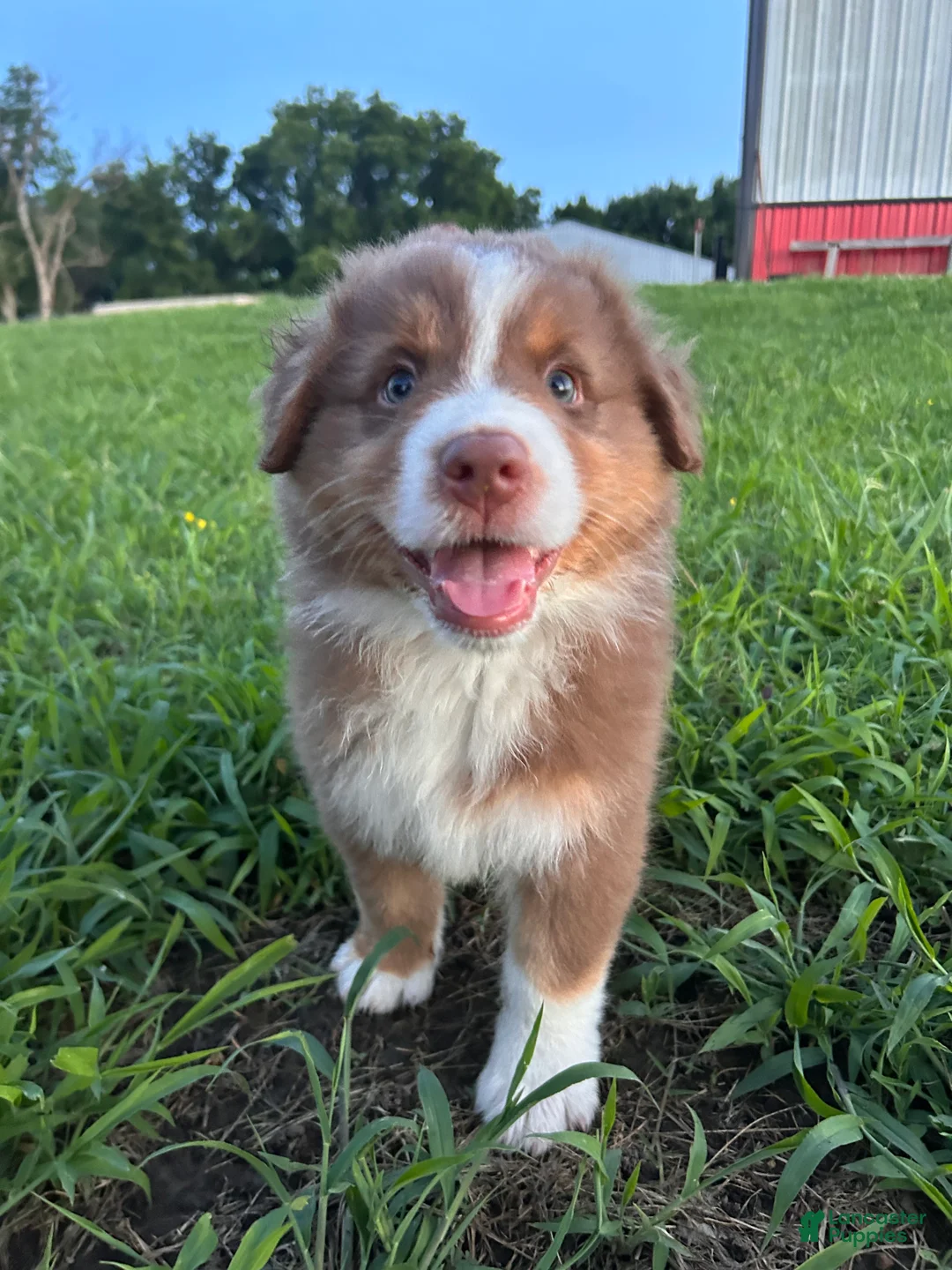 Australian Shepherd dogs for sale: “Riggs” Red Tri Male  - Ad 1