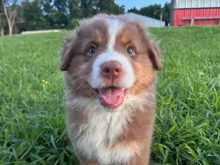 Australian Shepherd dogs for sale: “Riggs” Red Tri Male - Ad 2