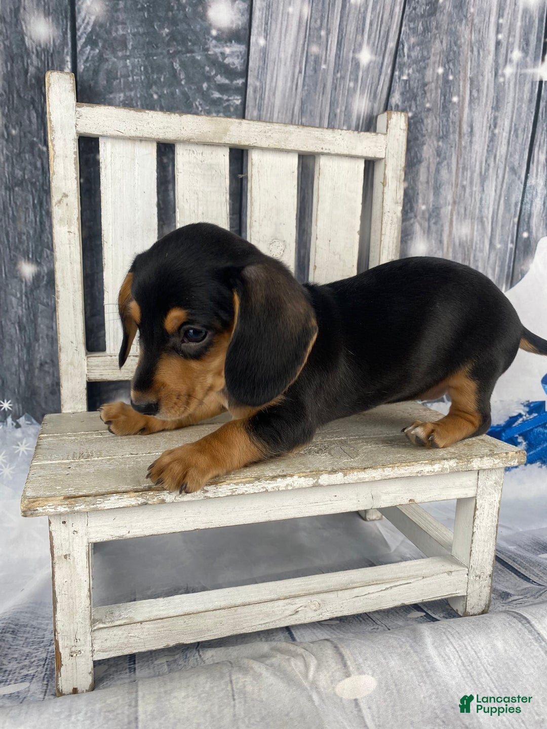 Miniature Dachshund dogs for sale: Lucy - Ad 9