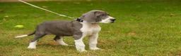Great Dane dogs for sale: Celestia Great Dane  - Ad 5