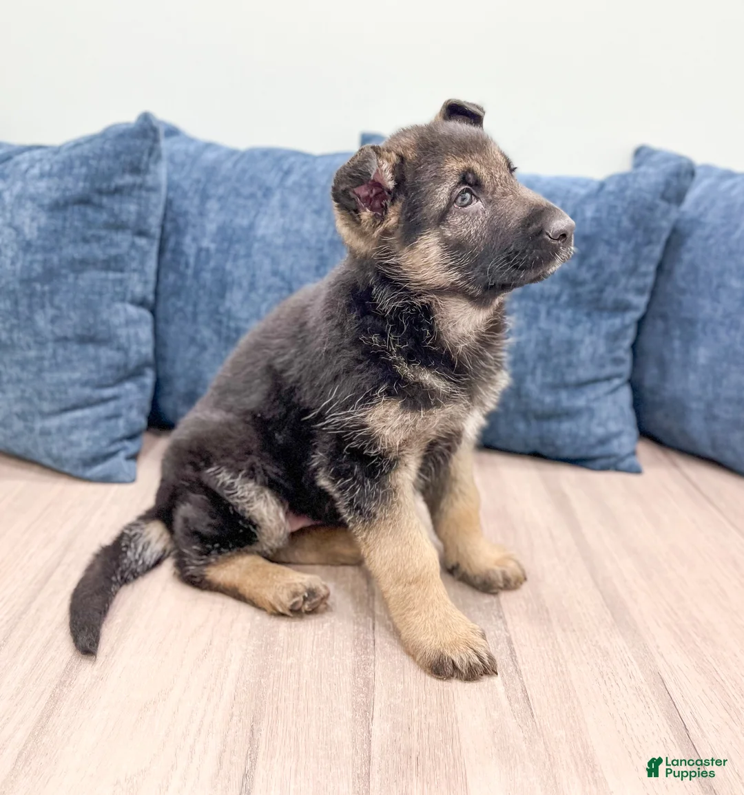 German Shepherd dogs for sale: Kandy - Ad 5