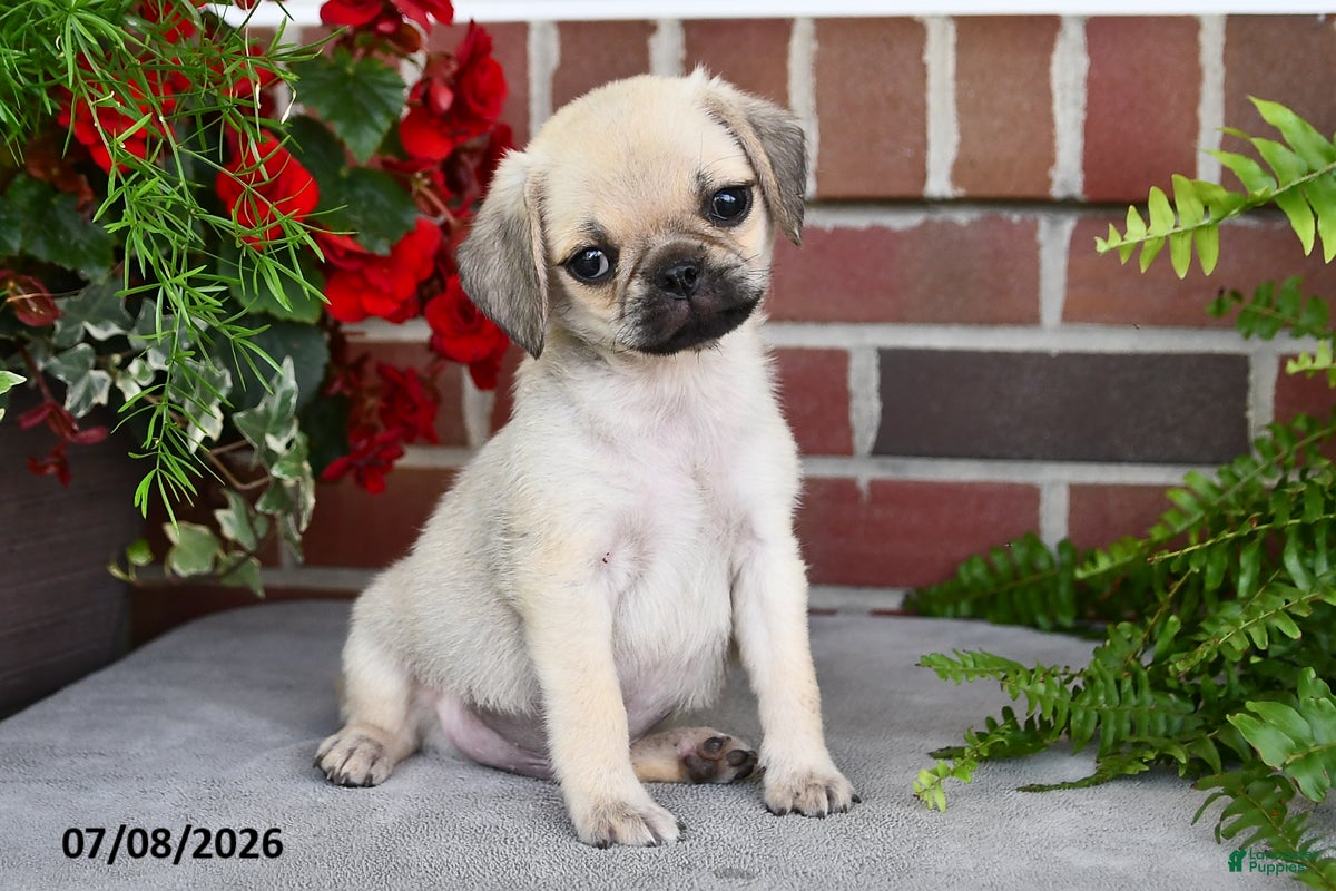Puggle dogs Frappe - Ad 2