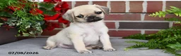 Puggle dogs for sale: Frappe - Ad 2
