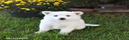 Mixed Breed dogs for sale: Fluffy - Ad 3